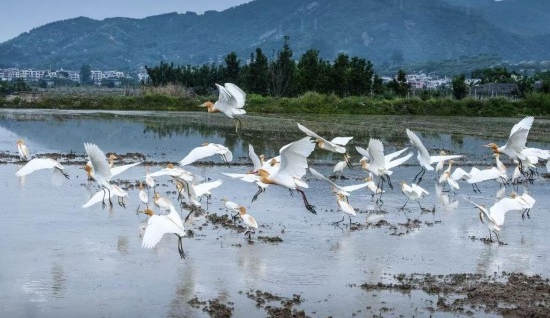 清水湾成了“富民江”