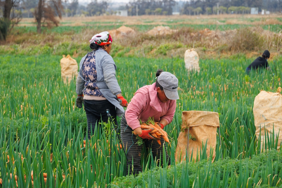 “大葱套种胡萝卜”模式，迎来首批收获
