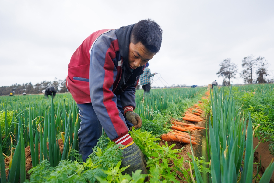 工人正在采收胡萝卜