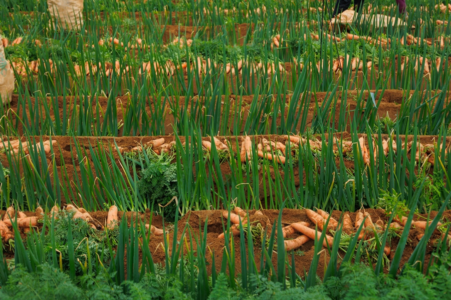 橙红色的胡萝卜与绿葱相映成趣
