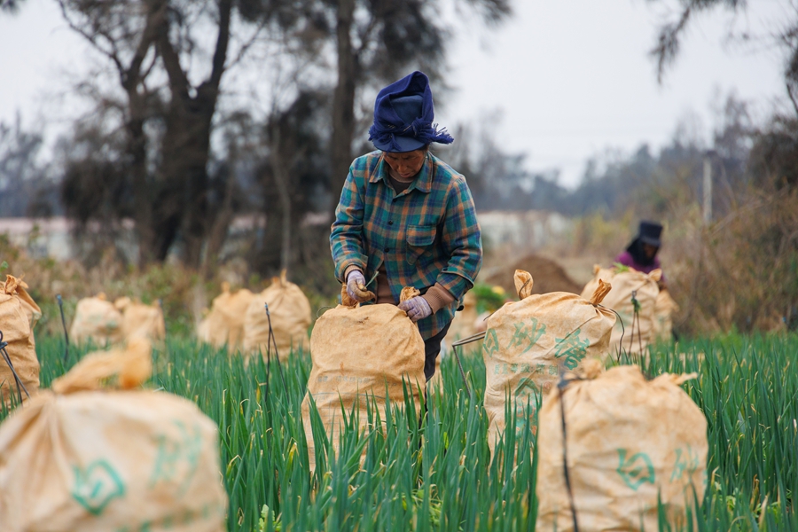 将采收下来的胡萝卜装袋