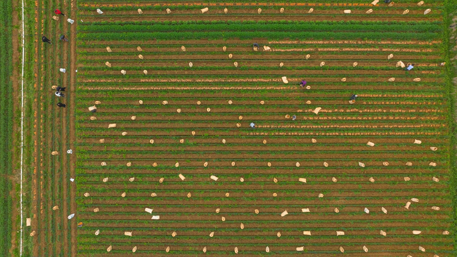 东光村千亩胡萝卜种植基地