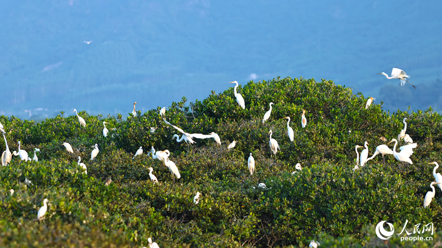 鹭鸟在红树林上栖息。人民网 李昌乾摄