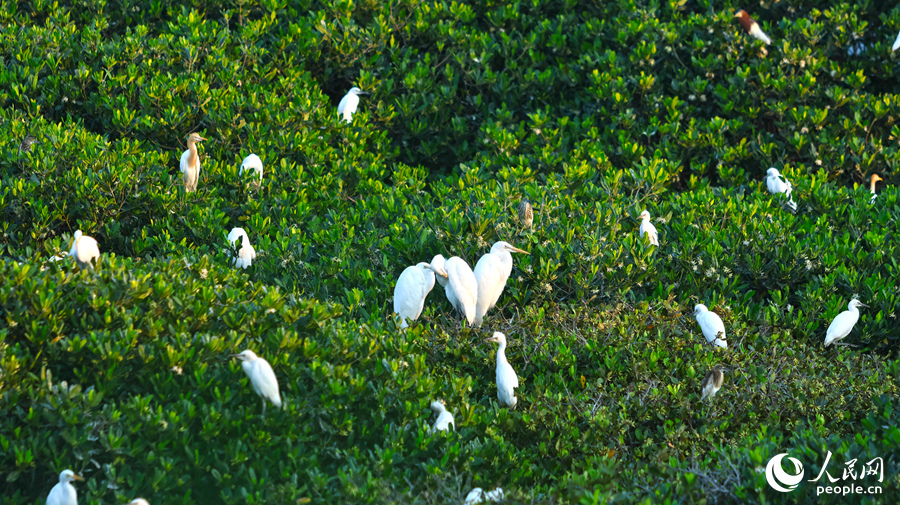 鸟树相映成画，宛若翡翠镶珍珠。人民网 李昌乾摄