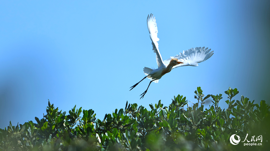 一只鹭鸟在红树林上展翅飞翔。人民网 李昌乾摄