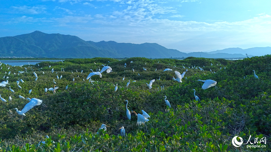 成群鹭鸟在红树林上停歇。人民网 李昌乾摄