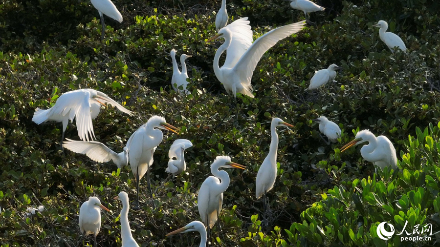 成群鹭鸟为漳江口增添了灵动之美。人民网 李昌乾摄