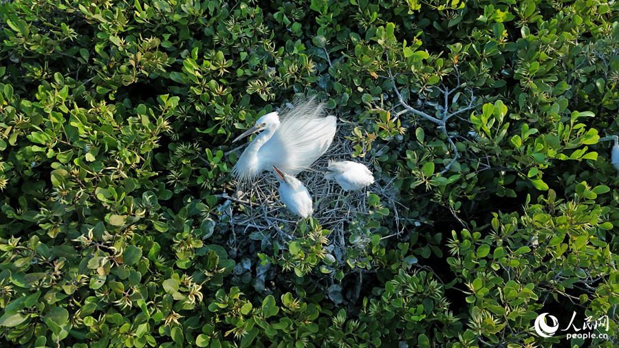 “鹭妈妈”一拖二，在红树林枝杈上筑巢安家。人民网 李昌乾摄