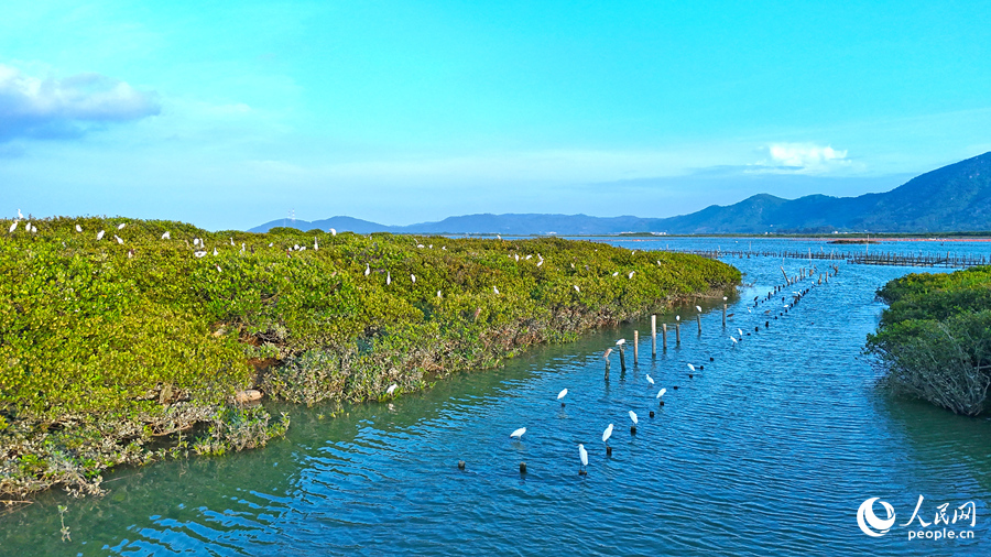 云霄漳江口是“鸟的天堂”。人民网 李昌乾摄