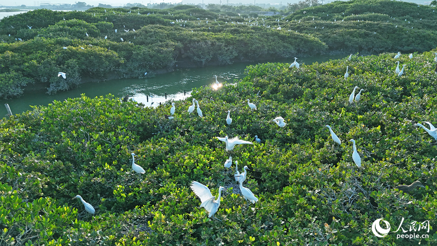 红树林里，鹭鸟有的在坐巢孵蛋，有的在哺育雏鸟，还有的在嬉戏打闹。人民网 李昌乾摄