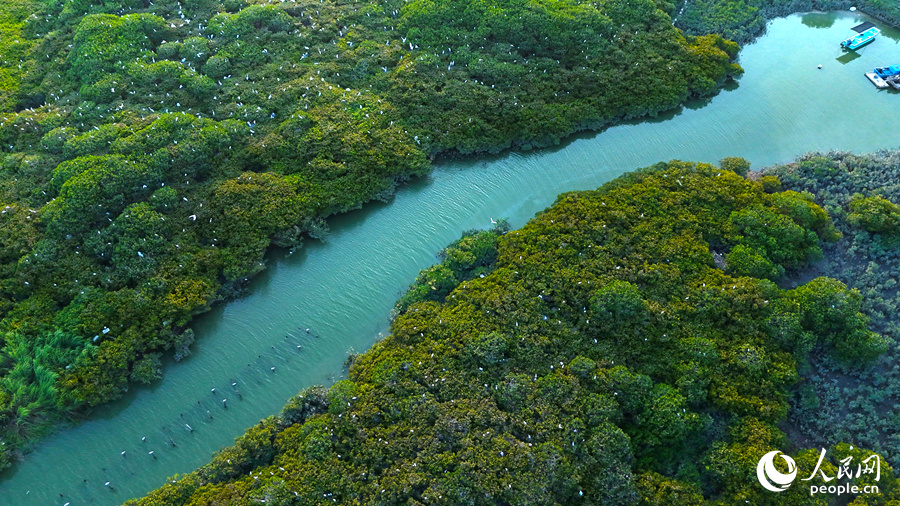 俯瞰红树林。人民网 李昌乾摄