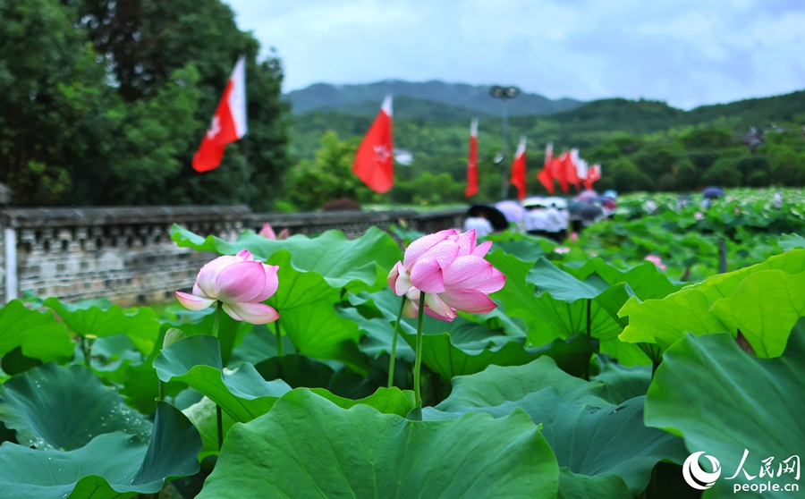 满池的荷花盛开。人民网 李昌乾摄