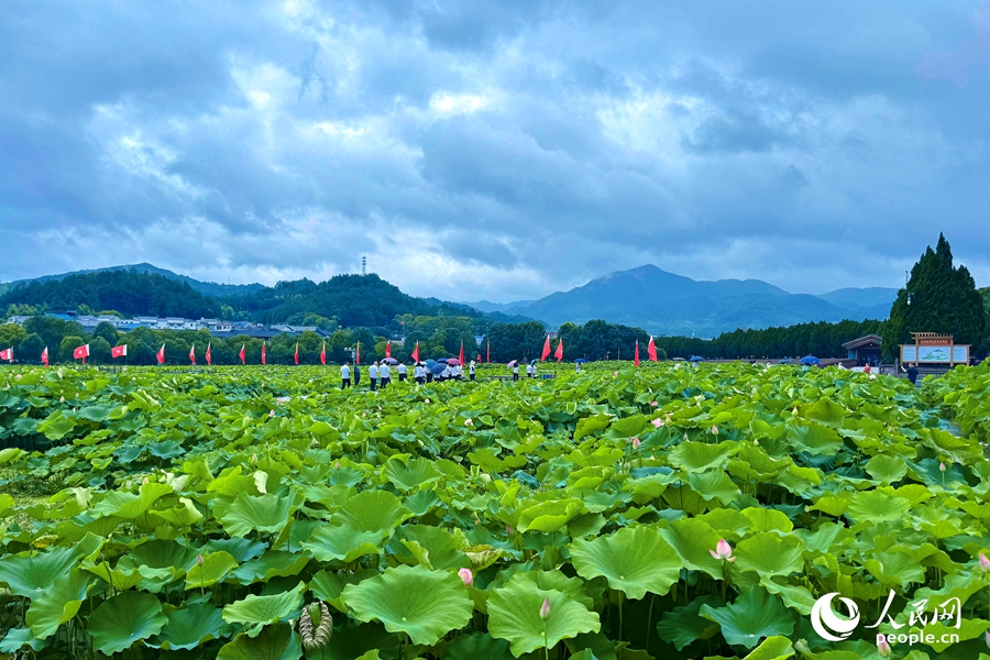盛夏时节，荷叶长得正盛。人民网 李唯一摄