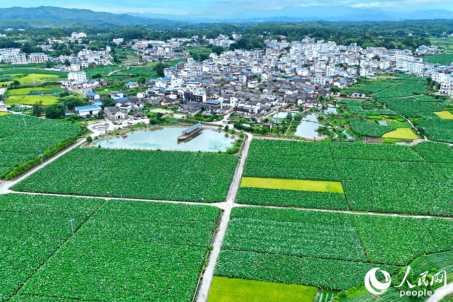 三洲村全貌。人民网 李昌乾摄