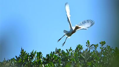红树林中鹭鸟翩跹美如画
时下正是鹭鸟繁殖的季节，位于漳州市云霄县的漳江口红树林国家级自然保护区，数以千计的鹭科鸟类聚集在碧绿的红树林枝头筑巢繁衍。