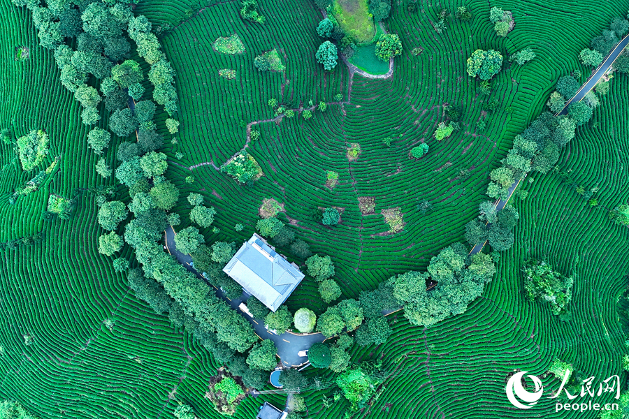 龙岩漳平市是种植高品质高山茶的理想地。人民网 李昌乾摄