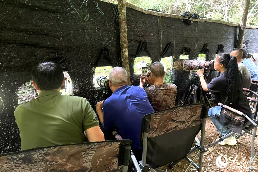 观鸟点内，支起“长枪短炮”的观鸟爱好者们拍摄珍稀鸟类身影。人民网记者 林盈摄