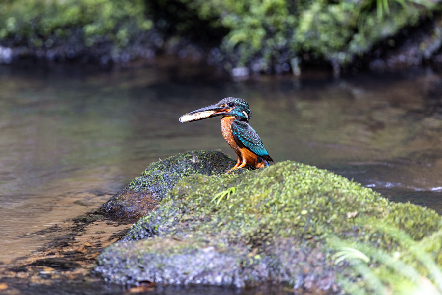 在明溪山涧中捕猎的国家二级保护动物斑头大翠鸟。江月兰摄