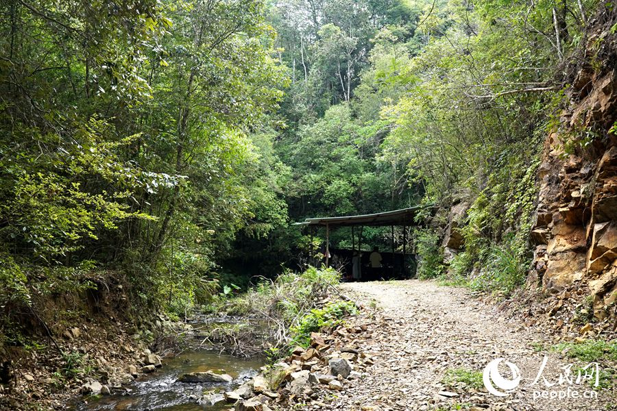 隐藏在丛林之中的一处临时观鸟点。人民网记者 兰志飞摄