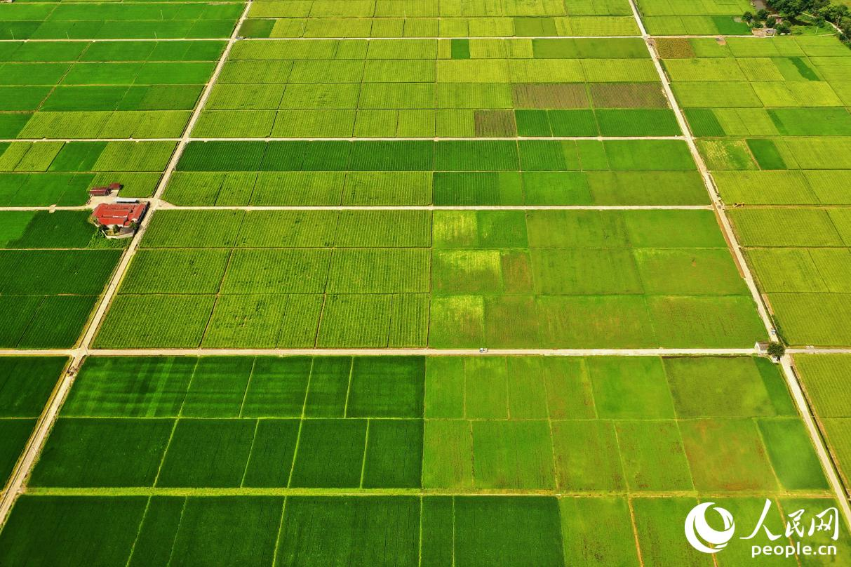 长汀县万亩水稻田呈现出渐变色的丰收之美。人民网 李唯一摄