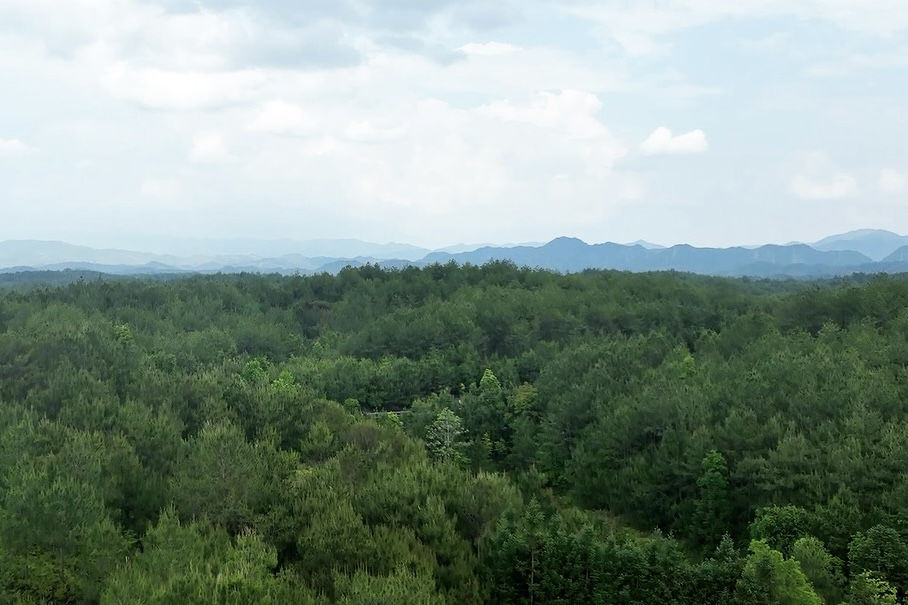 长汀县罗地草山（2022年）。长汀县水土保持中心供图