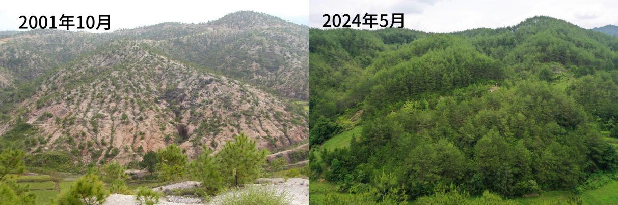 长汀县露湖村石壁下水土流失治理前后对照图。长汀县水土保持中心供图