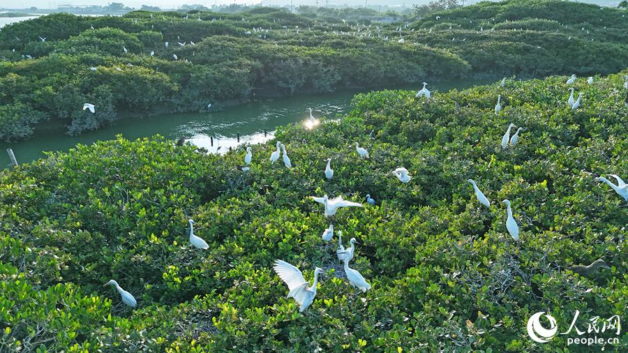 数以千计的鹭鸟在红树林枝头繁衍、栖息。人民网 李昌乾摄