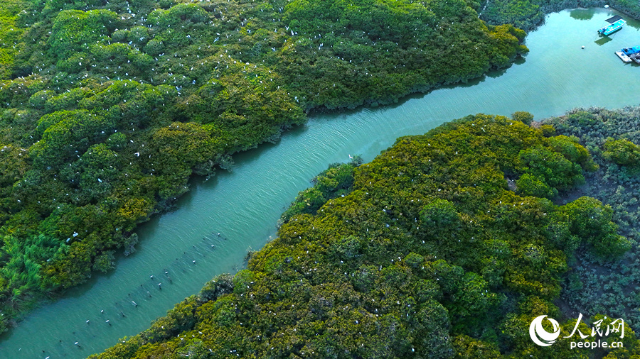 红树林枝头停满鹭鸟，别有一番景象。人民网 李昌乾摄