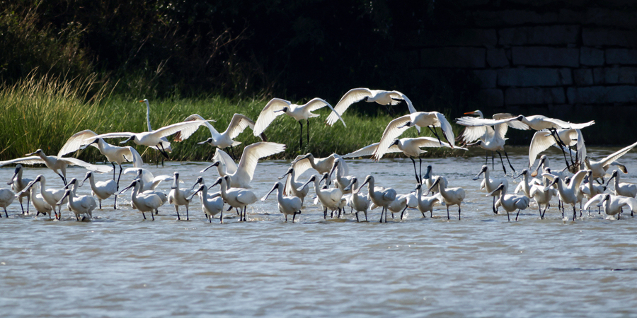 成群黑脸琵鹭栖息于漳江口红树林国家级自然保护区。戴园笙摄