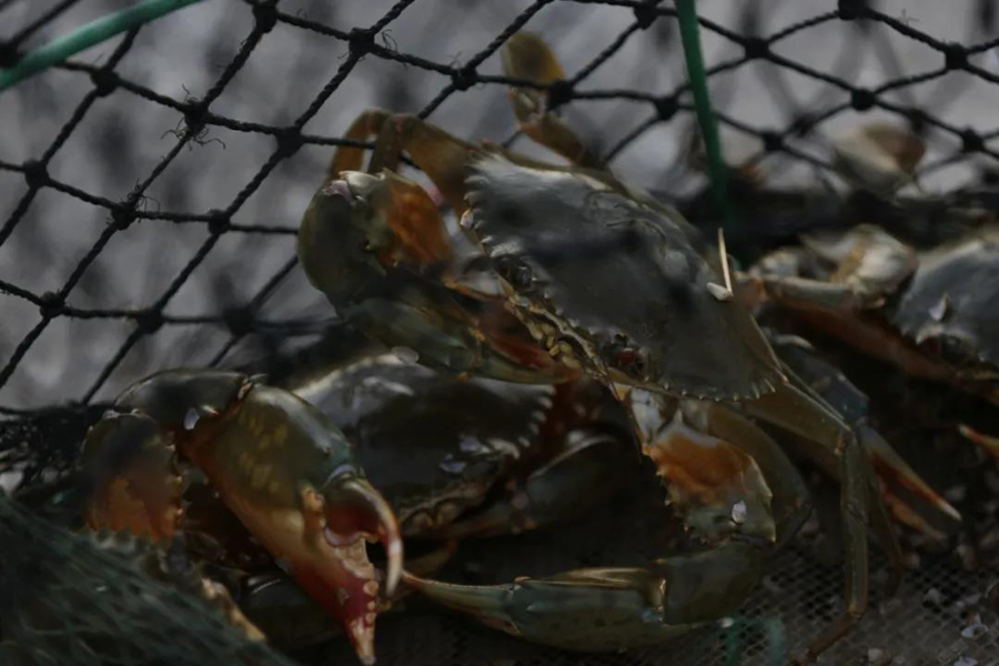 云霄地理标志产品“东厦锯缘青蟹”。谢勤伟摄