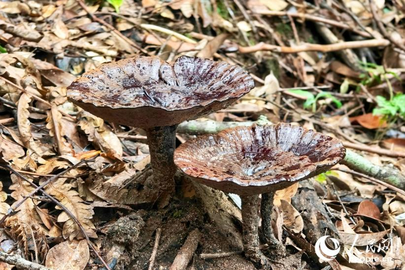 山林里一朵朵黝黑油亮、盖体饱满的灵芝悄然生长。人民网 杨灏昱摄