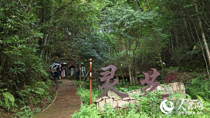 灵芝基地。人民网 李昌乾摄