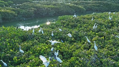 “我和老朋友在红树林年年有约”
漳江口红树林国家级自然保护区共记录有鸟类160种，其中被列入国家重点保护名录的鸟类20多种，是名副其实的“鸟类天堂”。