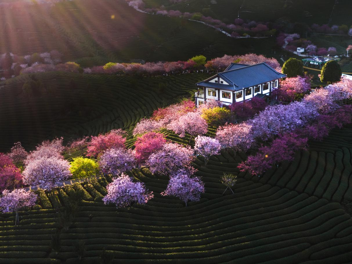 谢东庆在大陆开发的台品樱花茶园。漳平市融媒体中心供图