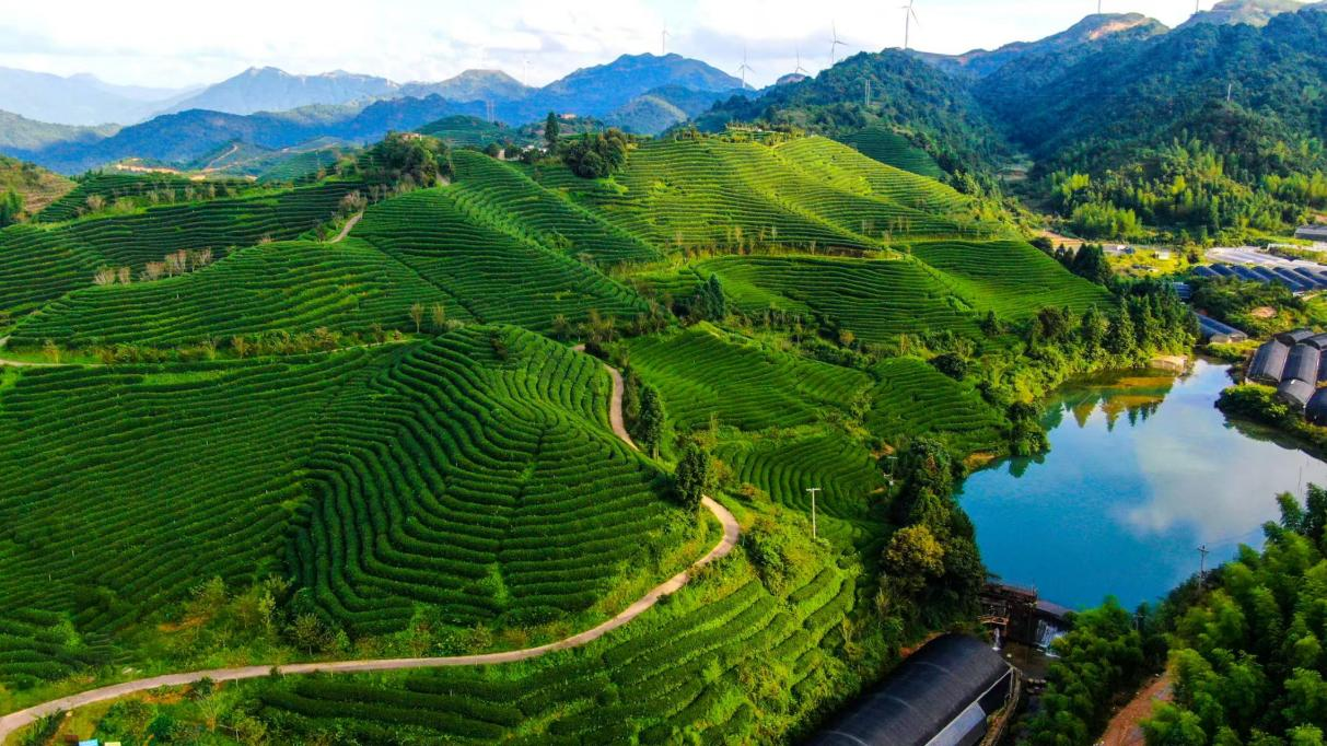 张朝荣家在大陆的千亩茶园。受访者供图