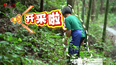 全国林改，从这里出发
捷文村是全国第一个开展林权改革的试点村，眼下的捷文村正沉浸在灵芝丰收的喜悦中，村民们轻托菌盖的采收场景是林下经济蓬勃发展的生动剪影。