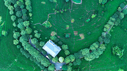 一片“金叶”连两岸
这些年，漳平台创园开创了10项“全国首创”做法，并连续8年在全国台创园建设发展考评中获得第一（优秀等次）。