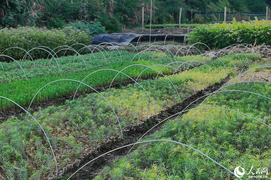 清流县保障性苗圃的育苗区。人民网 杨灏昱摄
