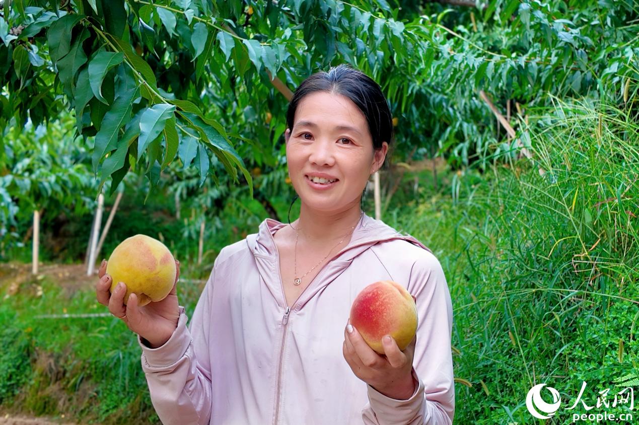 双溪村果农捧着刚采摘的黄桃，喜笑颜开。人民网 杨灏昱摄