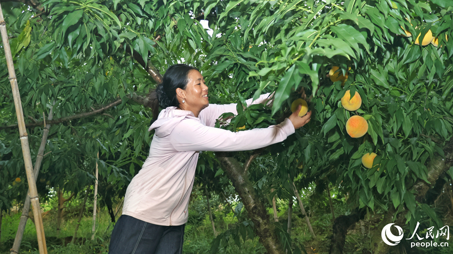 双溪村果农在林间忙碌地采摘黄桃。人民网 李昌乾摄