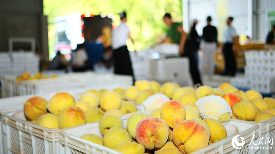 新鲜采摘的“锦绣”黄桃。人民网 李昌乾摄