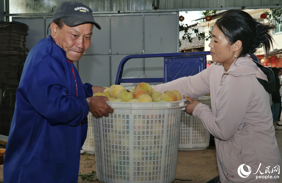 果农们将采摘下来的新鲜黄桃分级分装。人民网 李昌乾摄