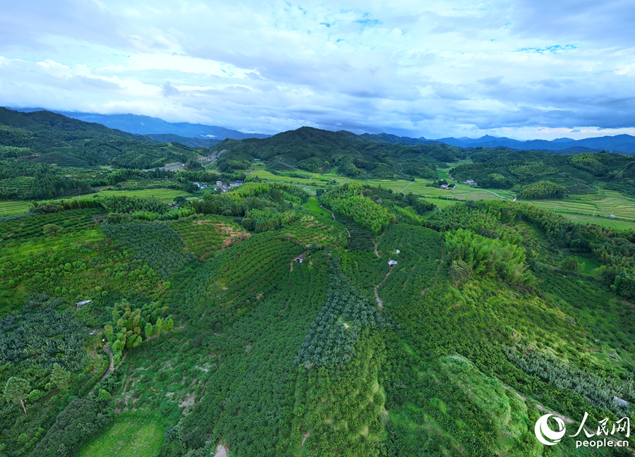 建宁县漫山遍野的桃林。人民网 李昌乾摄