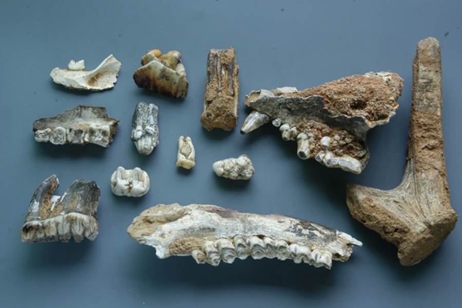 船帆洞3号支洞哺乳动物化石。万寿岩遗址博物馆供图
