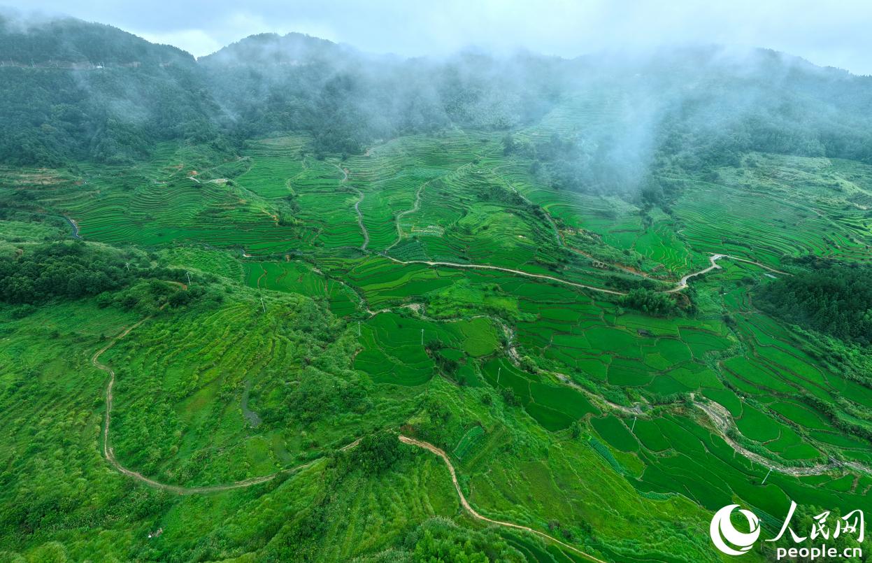 宁化县河龙乡万亩梯田层叠起伏。人民网 李昌乾摄