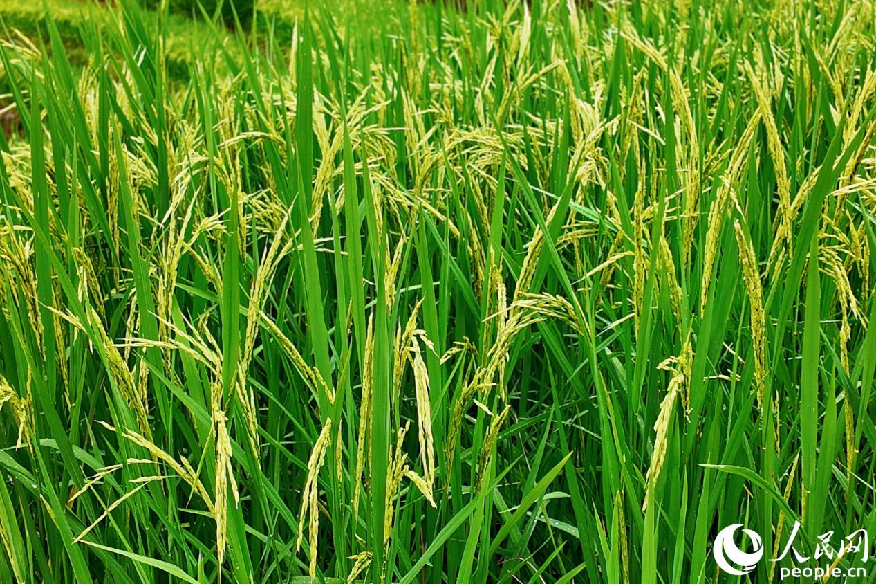 河龙贡米稻苗长势喜人。人民网 杨灏昱摄