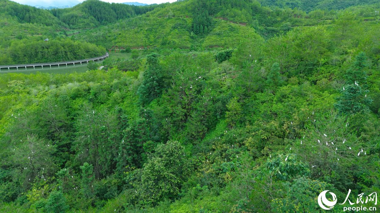 治理后的宁化县“水土保持科技示范园”被评为省级水利风景名胜区,成群白鹭在此栖息觅食。人民网 李昌乾摄