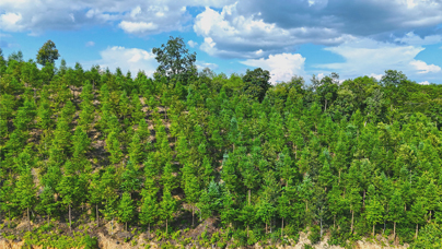 “一林三吃”的“金套餐”
一片林子，除了卖树还能做什么？在三明市清流县，靠着一套“林木 茯苓 岗梅”的复合经营“金套餐”，实现了“一林三吃”。