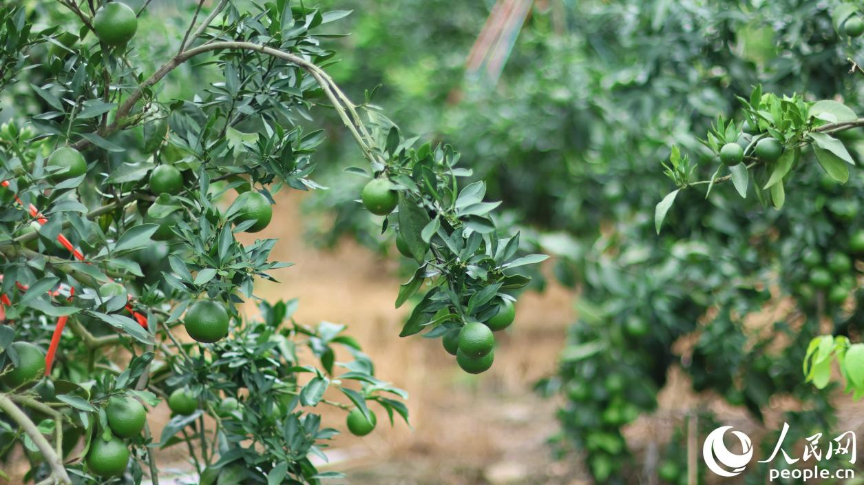常口村脐橙种植基地里，青翠的果实缀满枝头。人民网 李昌乾摄