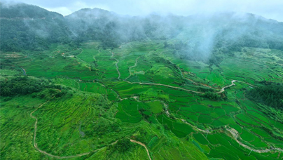 昔日“荒山”覆绿生“金”
宁化县河龙乡的河龙贡米核心产区土壤有机质含量高达3.03%左右，含丰富指标的田块达76.82%，为贡米的优质稳产奠定了坚实基础。
